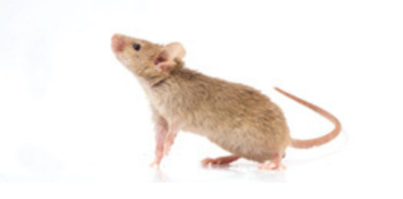 rat