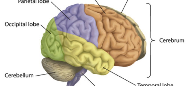 brain